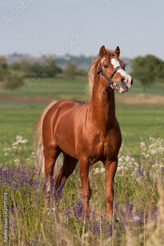 Portrait of nice welsh pony