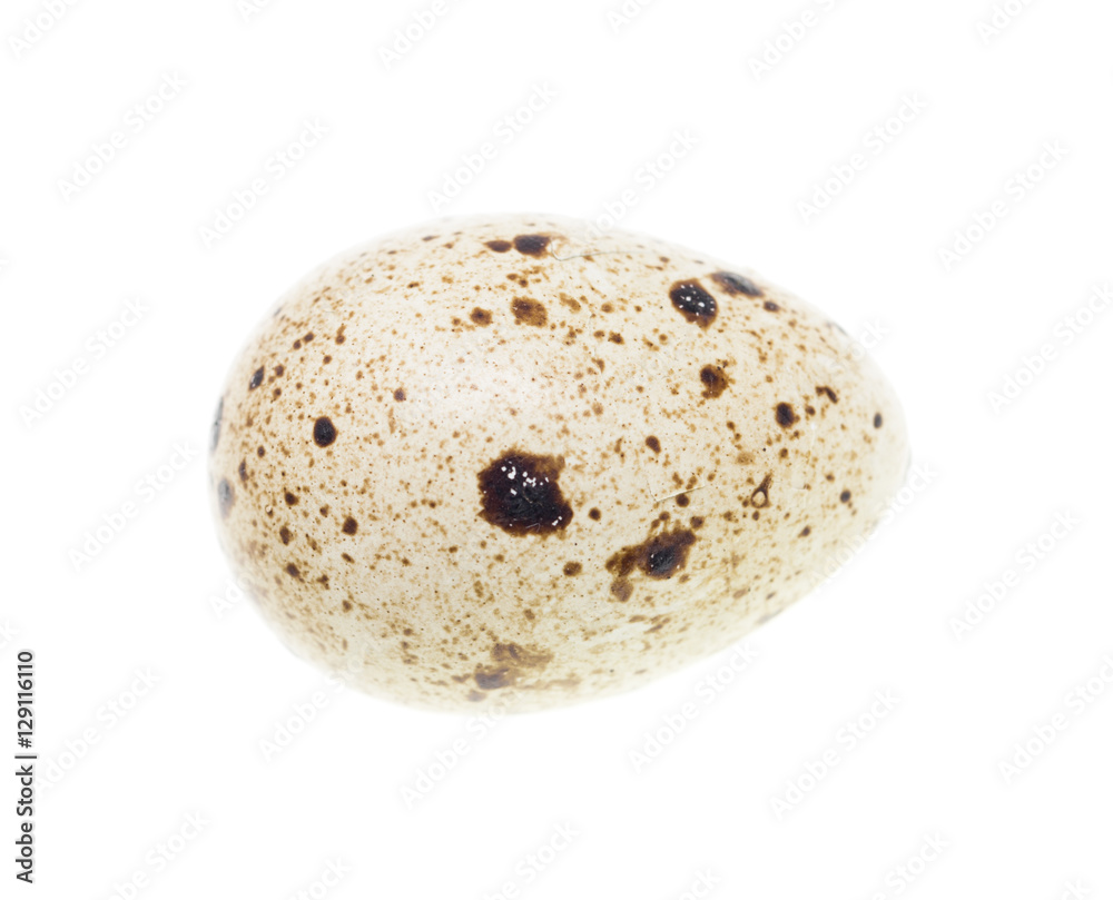 quail egg on a white background quail egg on a white background