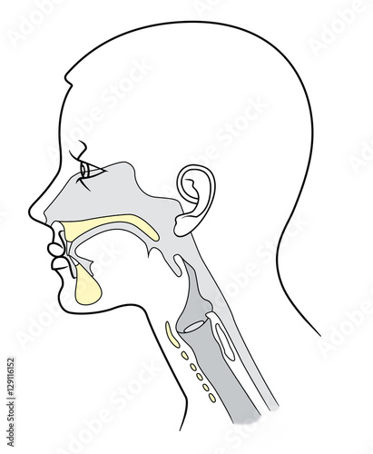 The structure of the nasopharynx, The structure of the nasopharynx in section on a white background photo