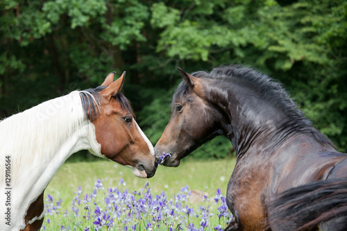 Fototapeta Naklejka Na Ścianę i Meble -  A pair of horses showing affection