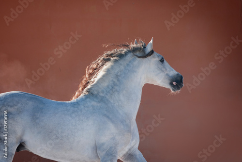 white andalusian horse near red wall
