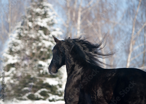 black horse portrait with big fur behind