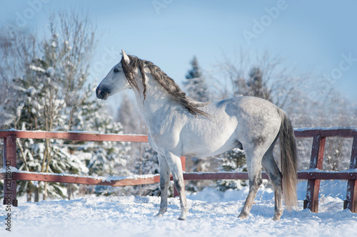 andalusian horse posing in winter paddock