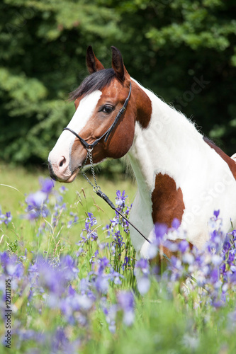Fototapeta Naklejka Na Ścianę i Meble -  Portrait of nice paint horse in blooming meadow