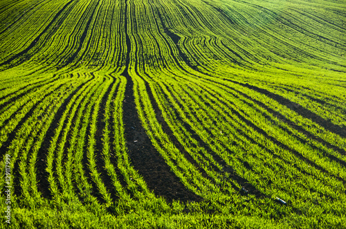 Green agricultural fields at sunny autumn day, north Serbia