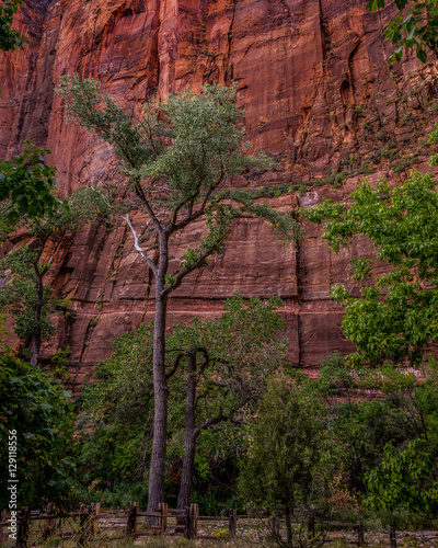 Mountainside Trees