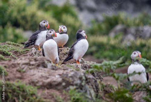 Puffins / Papapageitaucher auf Skomer Island in Wales UK