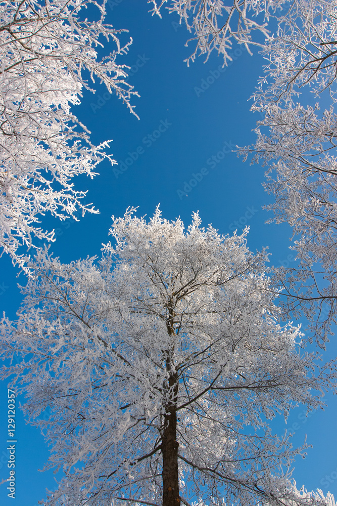 Birch trees with hoarfrost against the blue sky.