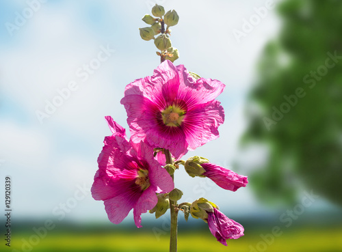 Pink bindweed photo