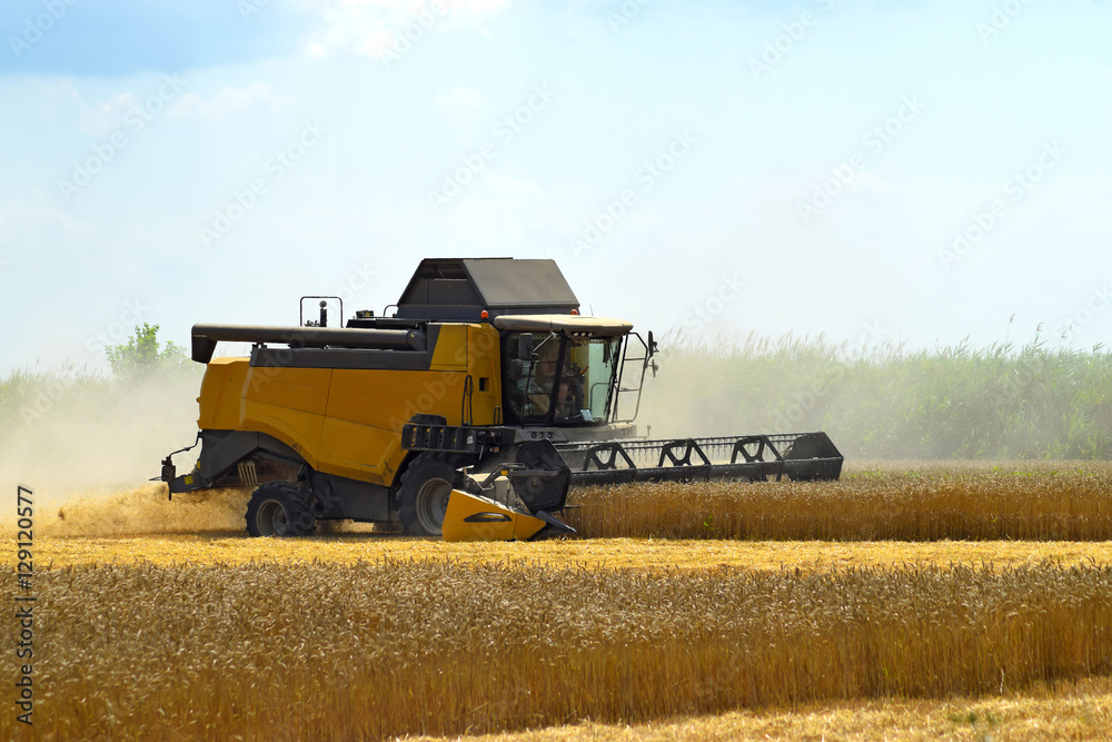 Fototapeta premium Kombain collects on the wheat crop. Agricultural machinery in the field.