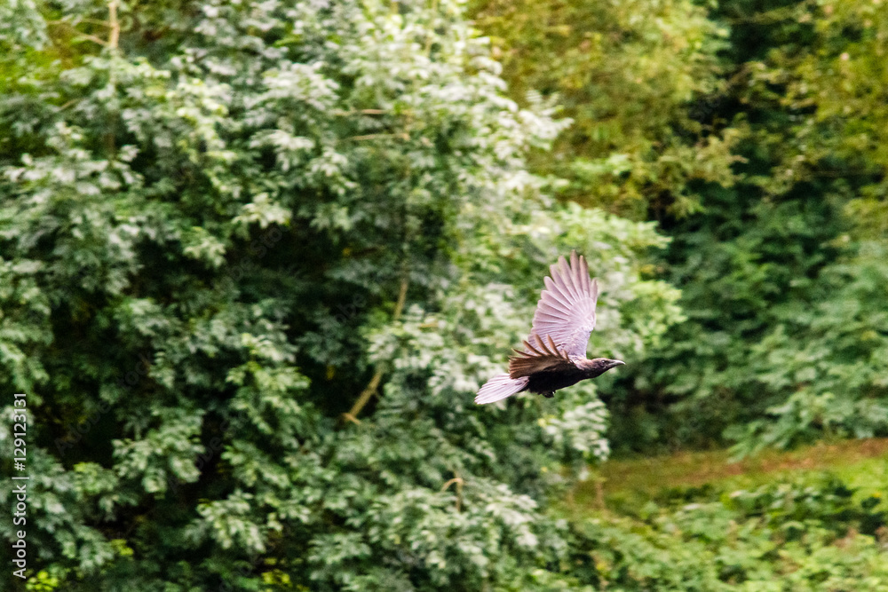 Flying Crow on Blurred Background A