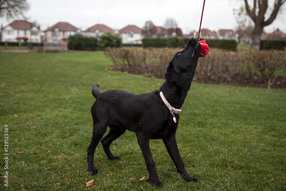 Labrador Puppy being trained in the park Labrador Puppy being trained in the park
