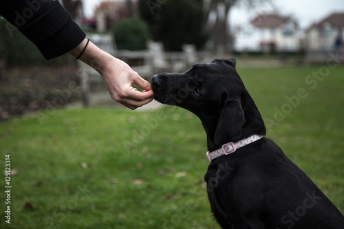 Labrador Puppy being trained in the park
