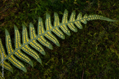 Underside of Licorice Fern with Spores and Moss Background