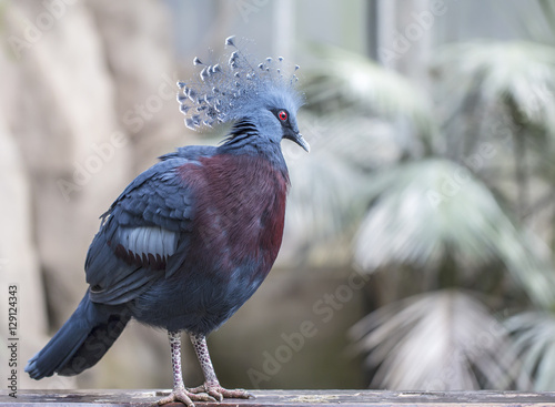 Victoria Crowned Pigeon 2