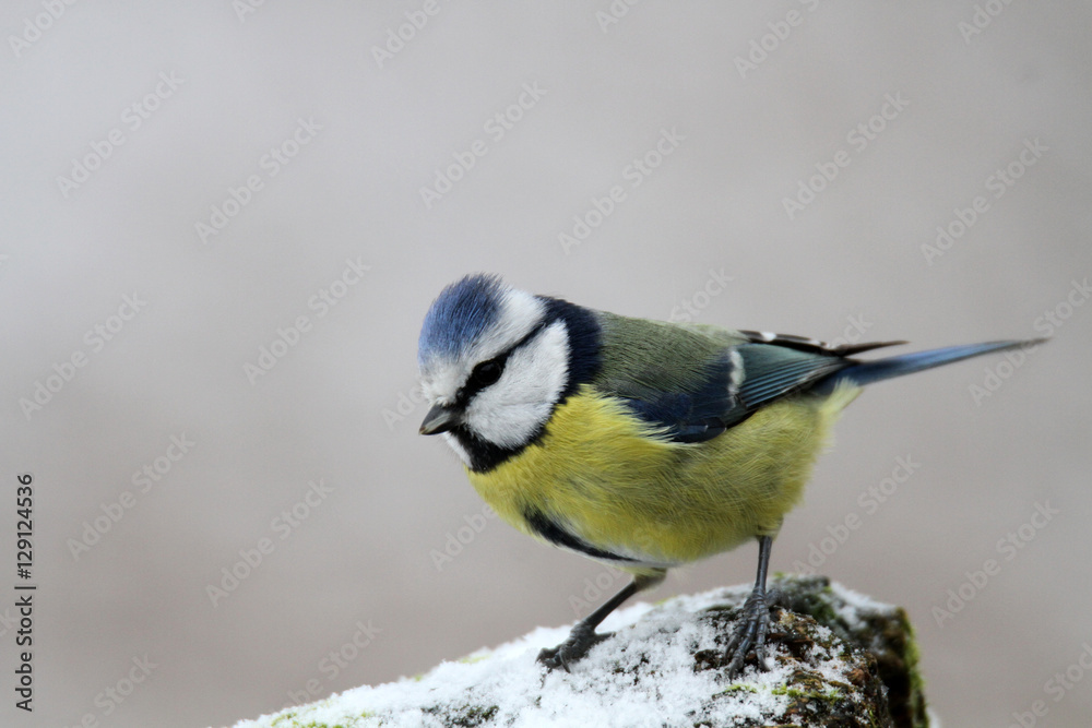 Obraz premium Blaumeise im Schnee
