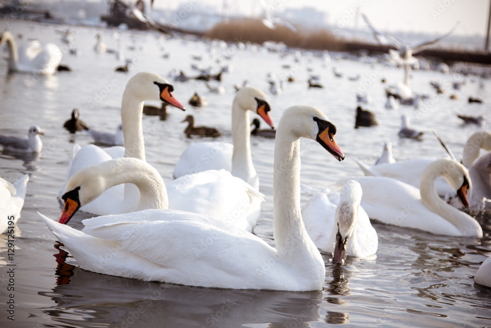 Obraz premium Swans and gull in the lake