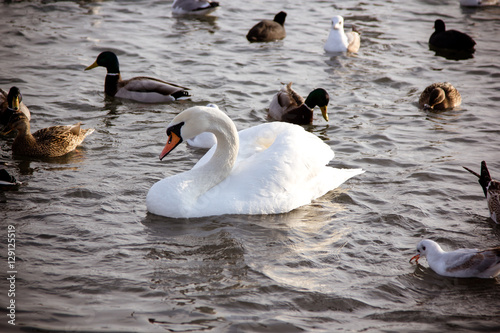  Swans and gull in the lake