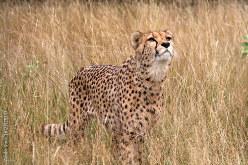 Canvas Print Young  Cheetah