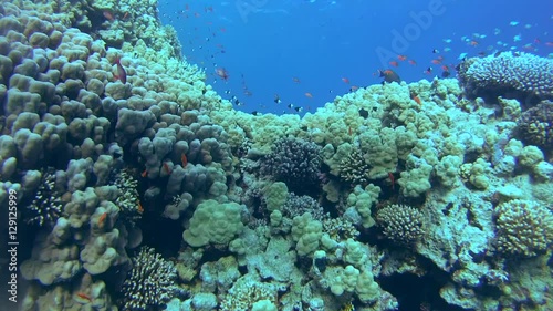 school of fish Sea goldie (Pseudanthias squamipinnis) and Bicolor Damselfish (Chromis dimidiata) floating over a beautiful coral reef, Red sea, Sharm El Sheikh, Sinai Peninsula, Egypt    
 photo