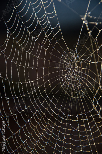Spiderweb with dew drops