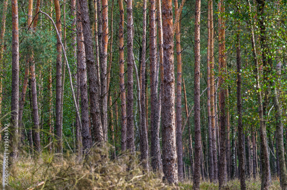 Im Wald des Nationalparks De Hoge Veluwe Im Wald des Nationalparks De Hoge Veluwe
