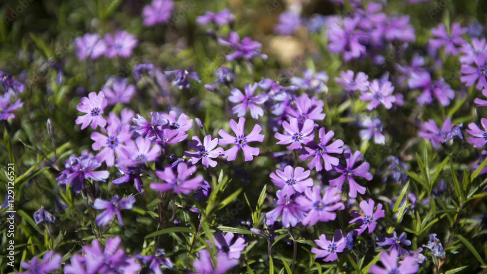 Flowers of Spring season Flowers of Spring season