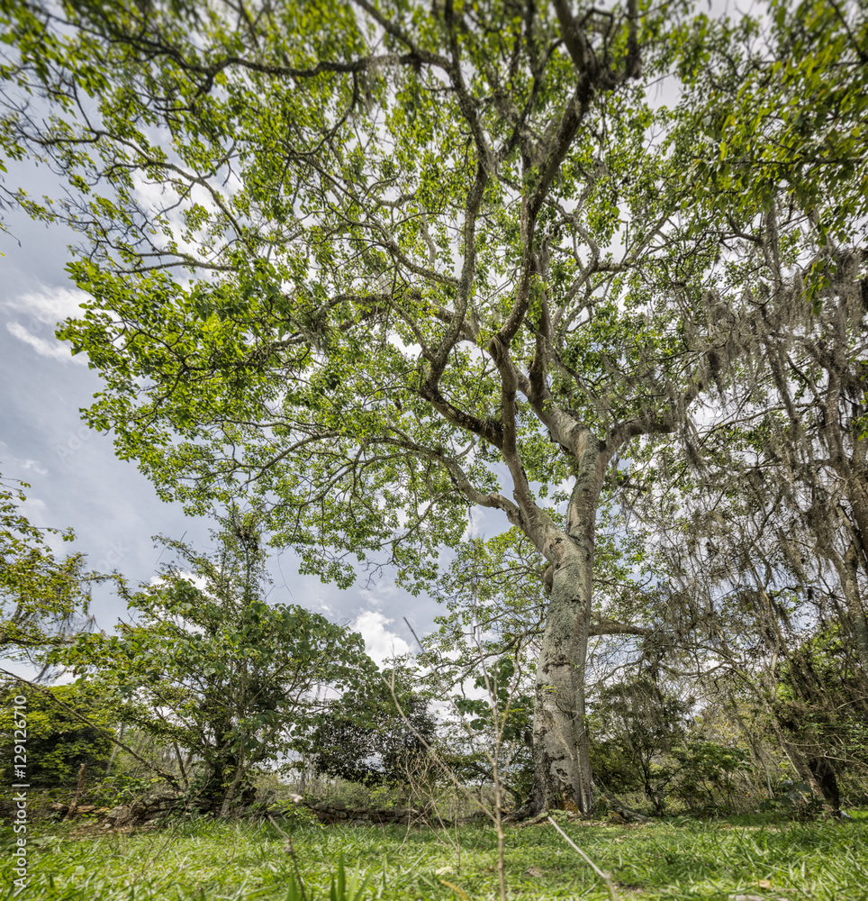 Obraz premium traditional colombian tree from santander called ceiba