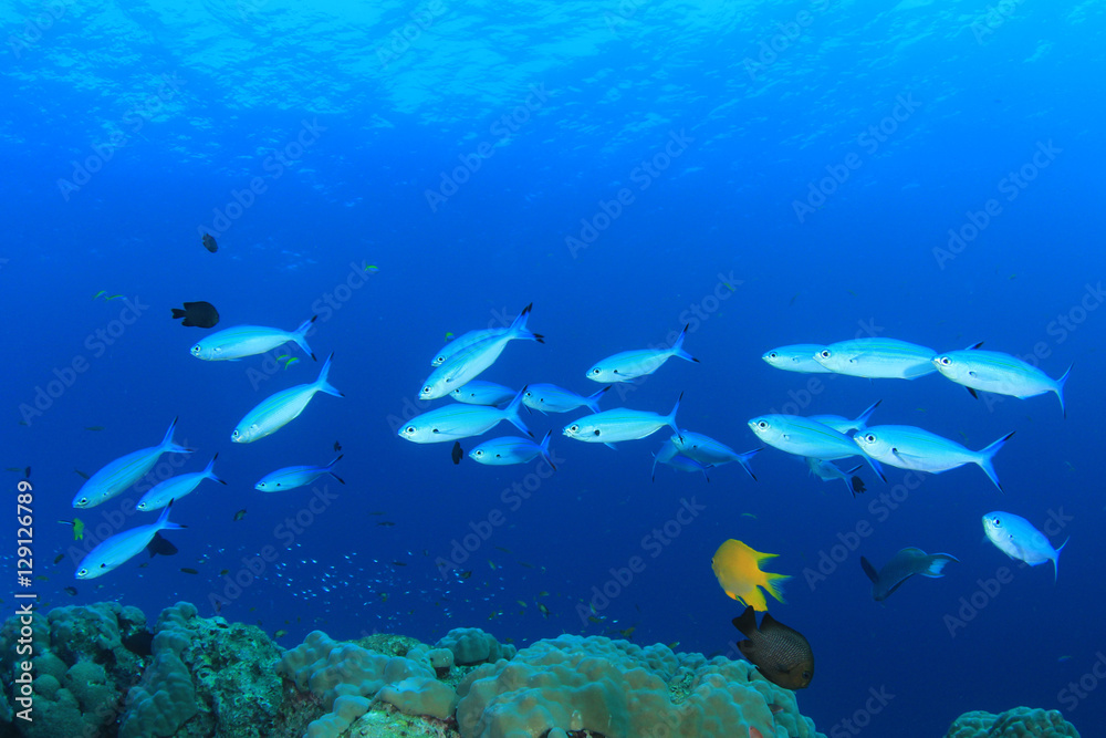 Naklejka premium Coral reef fish