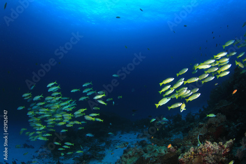 Coral reef fish © Richard Carey