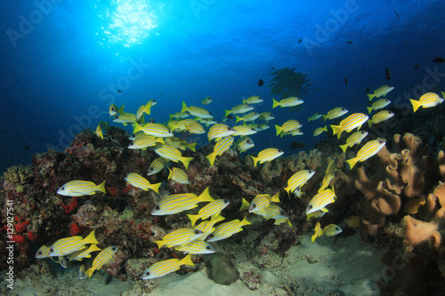 Fototapeta Naklejka Na Ścianę i Meble -  Fish coral reef