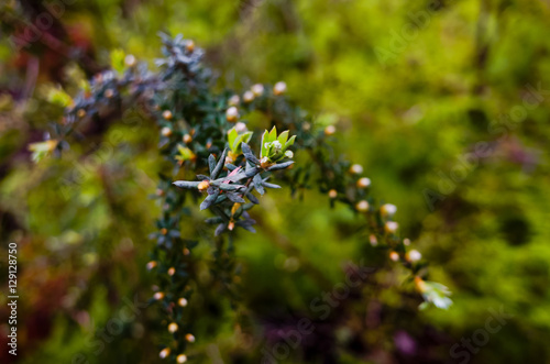 Australian Native Shrub Tea Tree Leptospermum Buds and Flowers