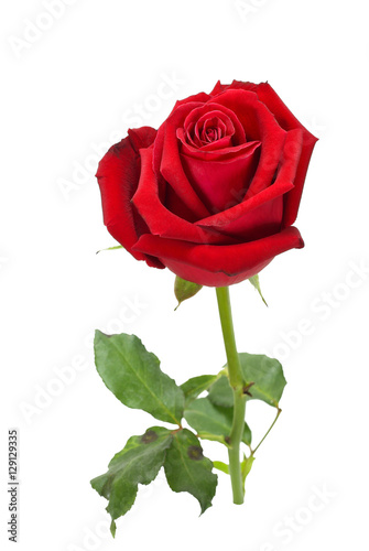 Beautiful red rose and leaves isolated on white background