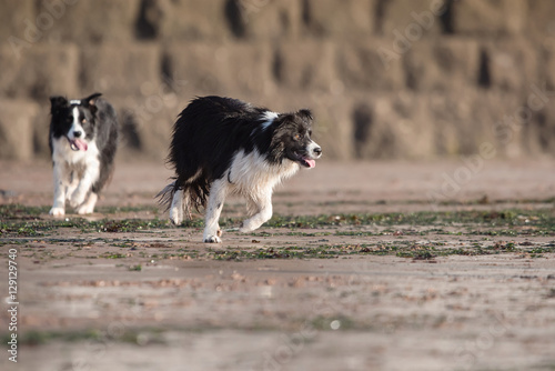 Valokuva Dogs - Border Collie