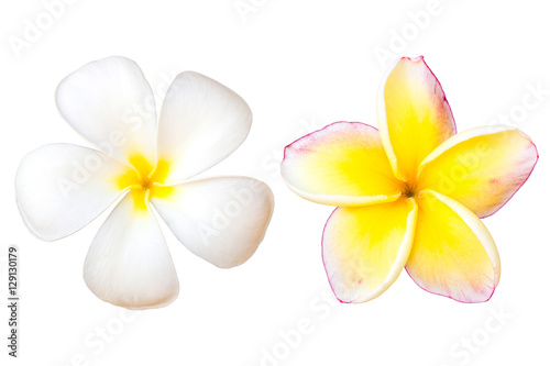 Frangipani Flower or Plumeria