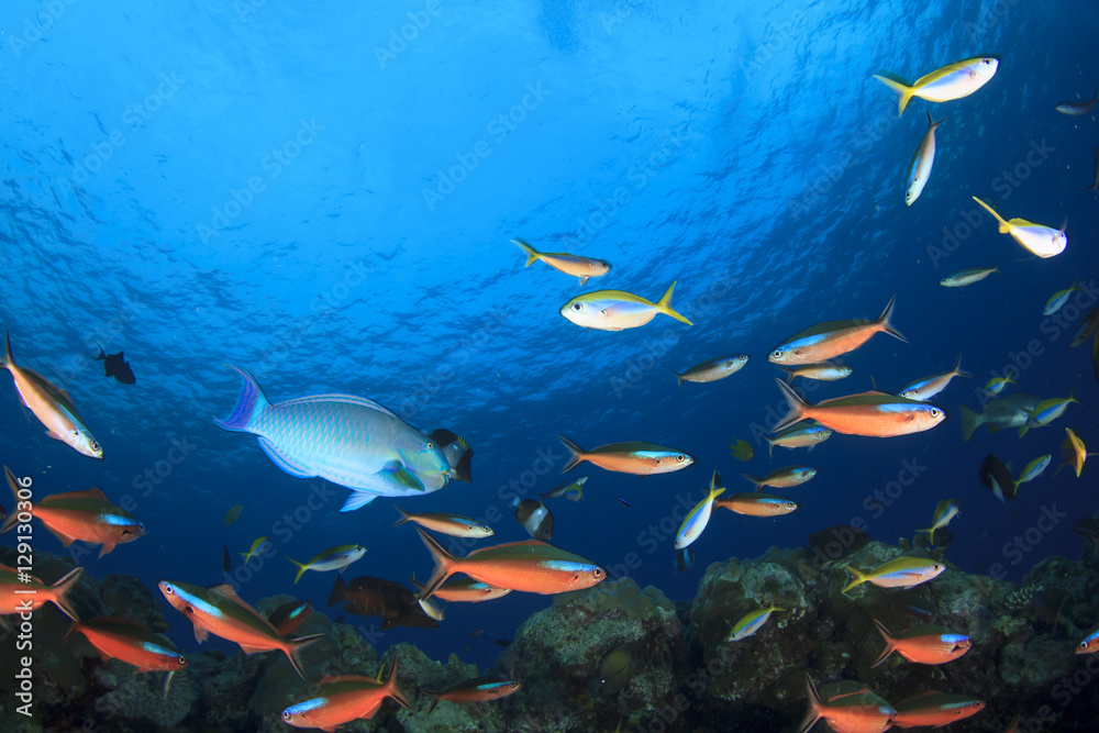 Fototapeta premium Fish,coral reef,scuba diving underwater