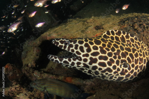 Honeycomb Moray Eel