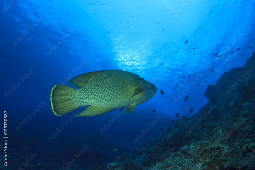 Napoleon fish on coral reef in ocean Napoleon fish on coral reef in ocean