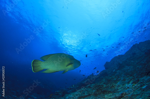 Napoleon fish on coral reef in ocean