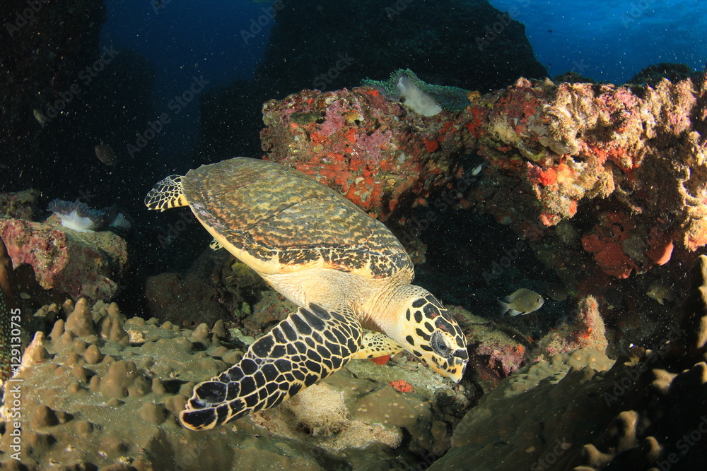 Obraz premium Hawksbill Sea Turtle