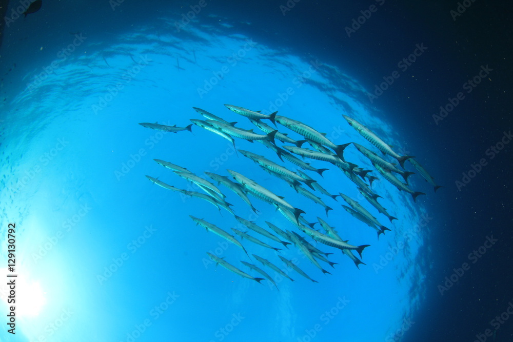 Naklejka premium School Barracuda fish 