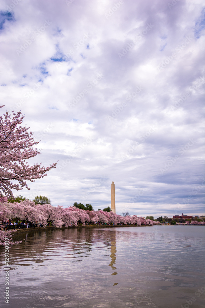 Obraz premium Washington Monument