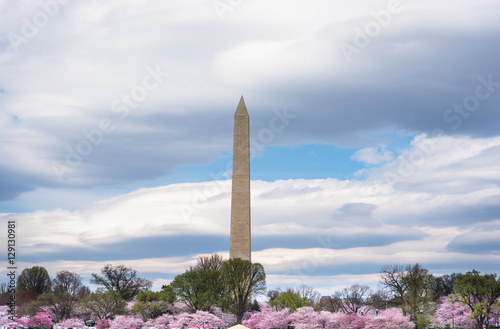 Washington Monument standing tall above the spring cherry blossoms in the National Mall, Washington DC