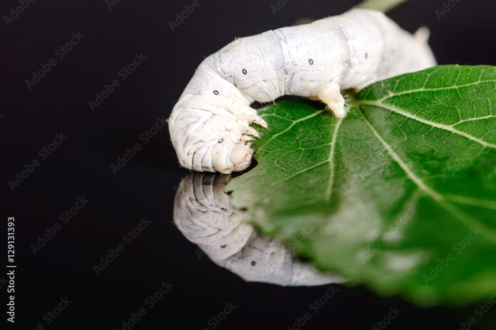 Photography Silkworm