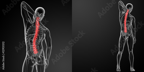 3d rendering Human Spine Anatomy