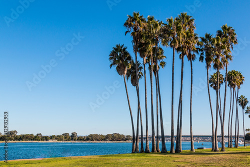 Washingtonia robusta palm trees at Sunset Point Park on Mission Bay in San Diego, California.