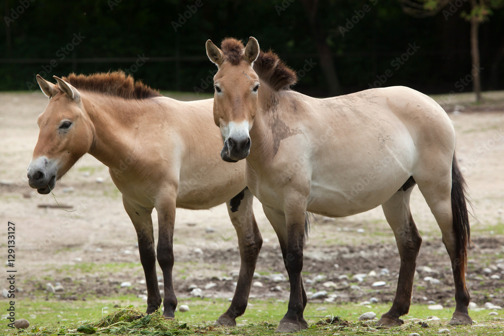 Przewalski's horse (Equus ferus przewalskii)