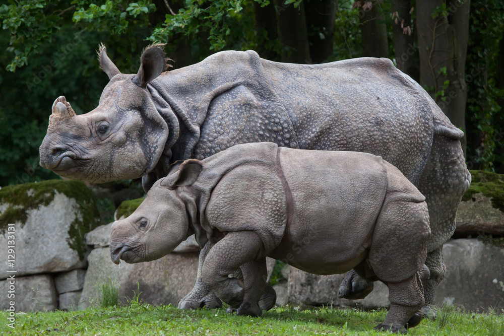 Fototapeta premium Indian rhinoceros (Rhinoceros unicornis).