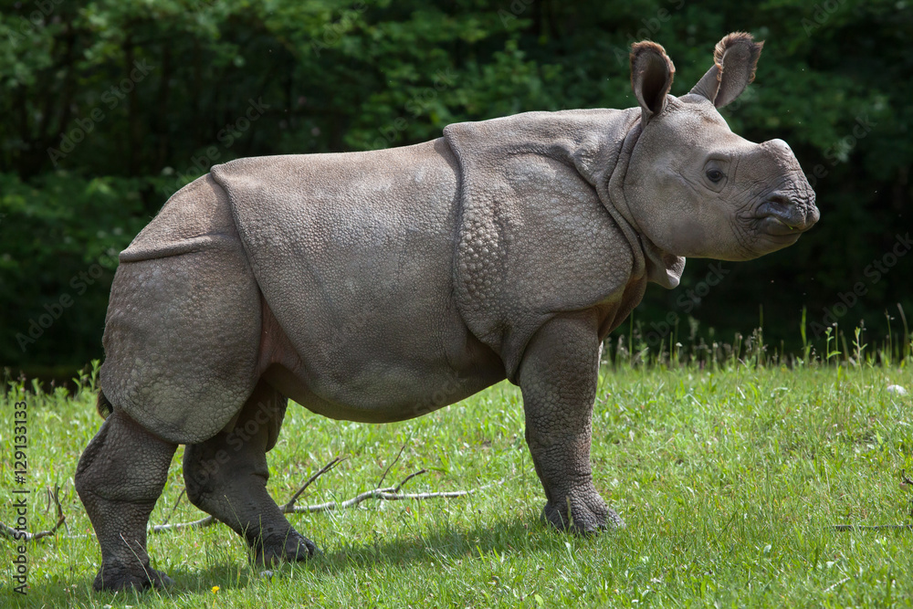 Indian rhinoceros (Rhinoceros unicornis).