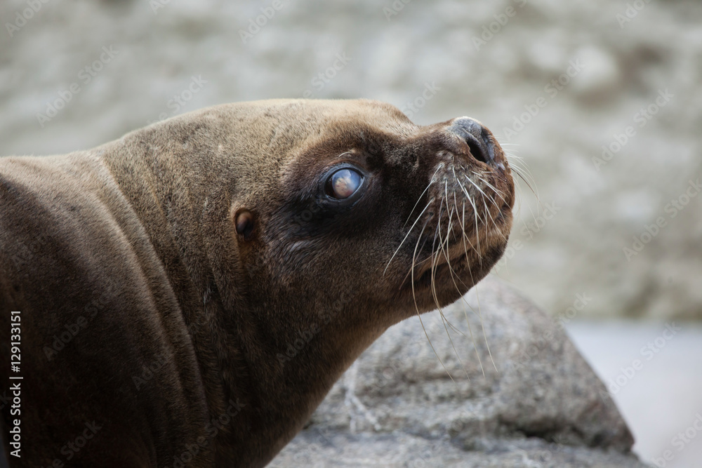 Fototapeta premium California sea lion (Zalophus californianus).